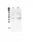 Anti-CCR5 Picoband Antibody
